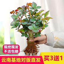 玫瑰花苗盆栽带花苞四季开花好养易活绿植物室内外阳台花卉月季苗