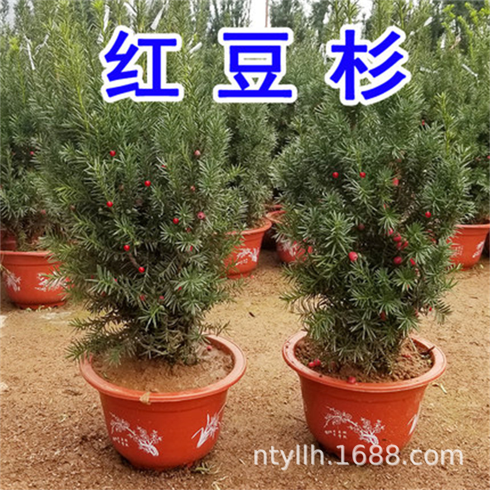 一年红豆杉