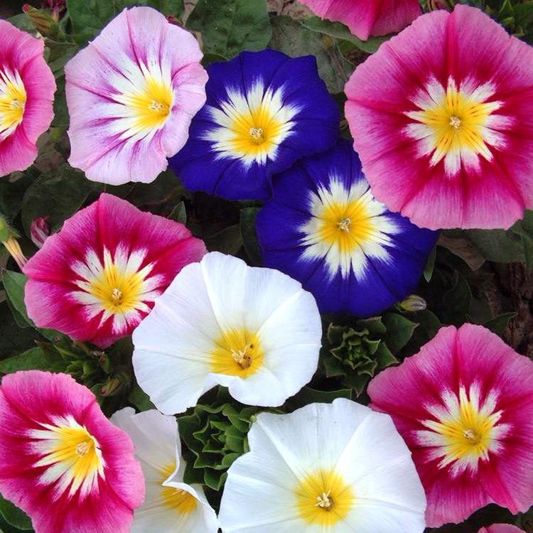 三色旋花种子易活草本植物花种宿根花卉耐旱三色朝颜庭院阳台盆栽