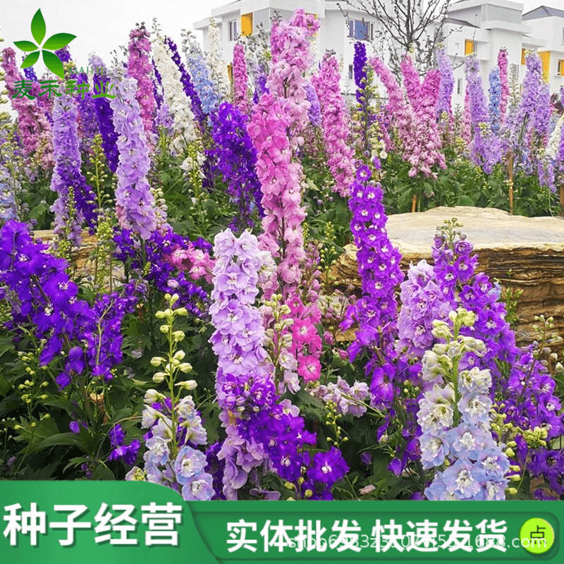 大花飞燕草四季播种花种子花苗耐寒庭院花园地栽室外植物花卉花草