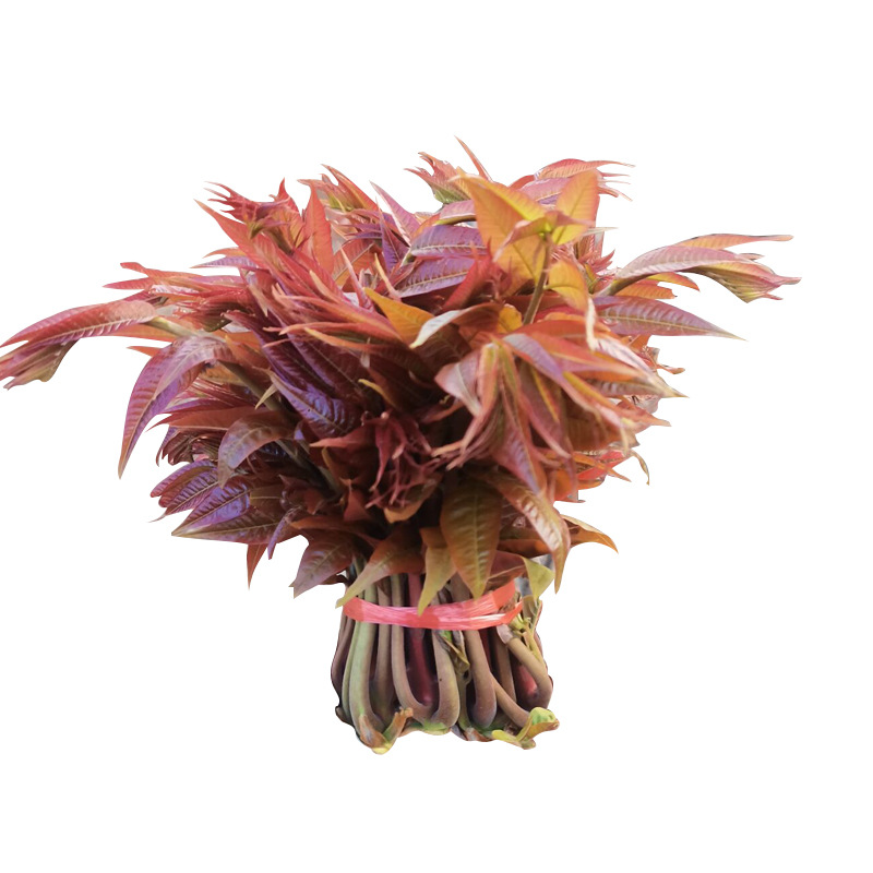 香椿树苗南方北方地栽盆栽庭院种植四季采摘红油香椿苗树香葱