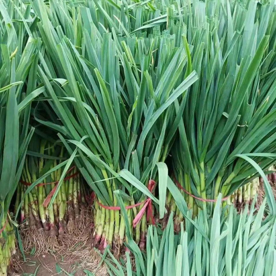 四季红头香蒜种子 硬叶蒜苗种子红头蒜三茬连续可种植阳台盆栽