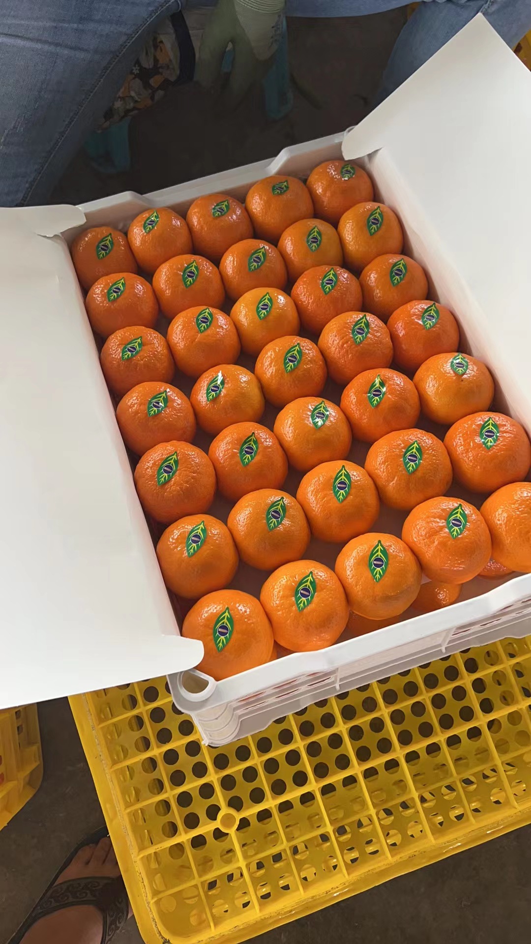 广西武鸣沃柑10斤新鲜水果当季整箱,支持一件代发-阿里巴巴