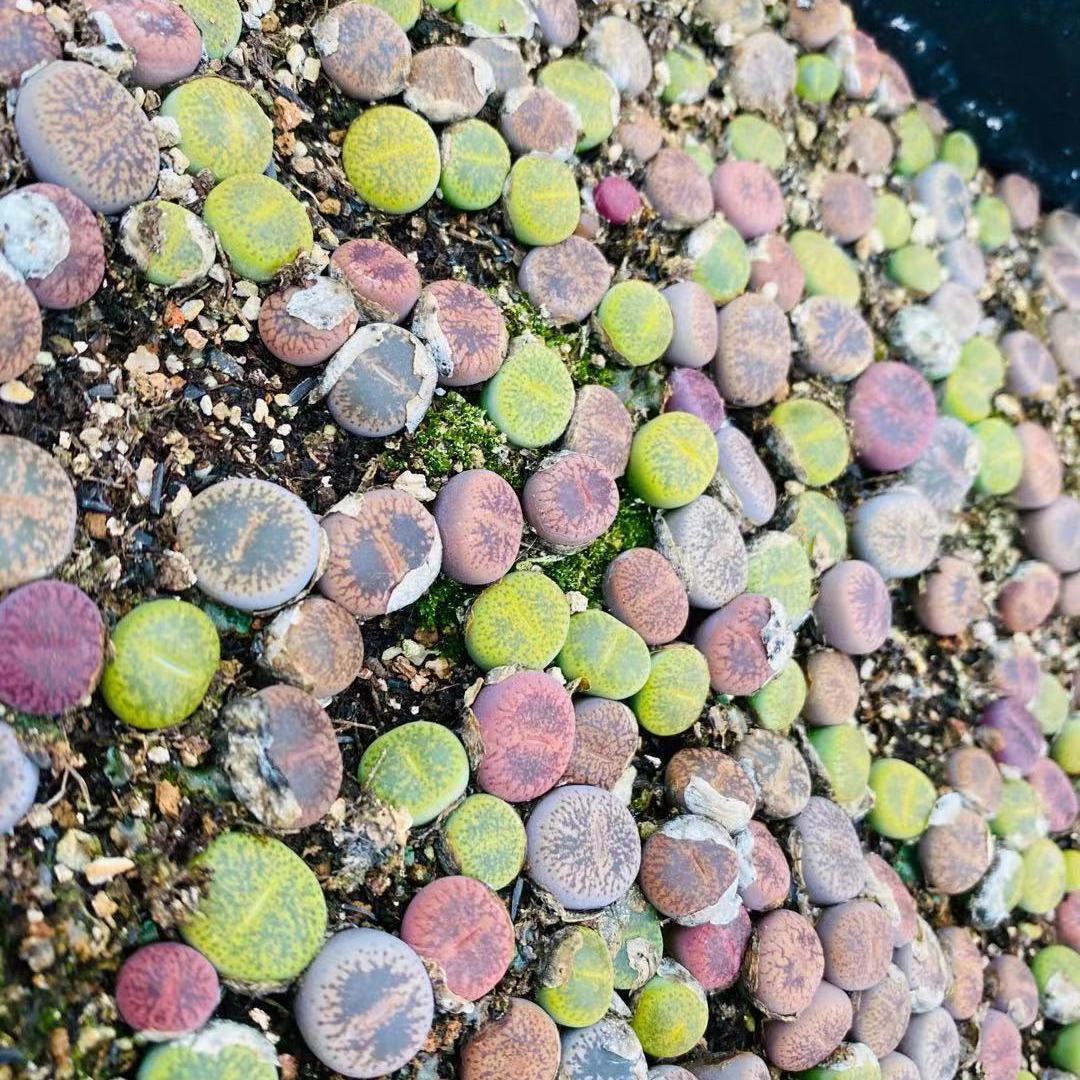 【20颗紫熏混合】紫熏生石花混合1年生石花多肉植物裸根