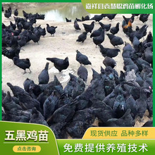 散养原种五黑鸡 小鸡苗 绿壳蛋鸡脱温活苗 五黑绿壳蛋鸡苗批发