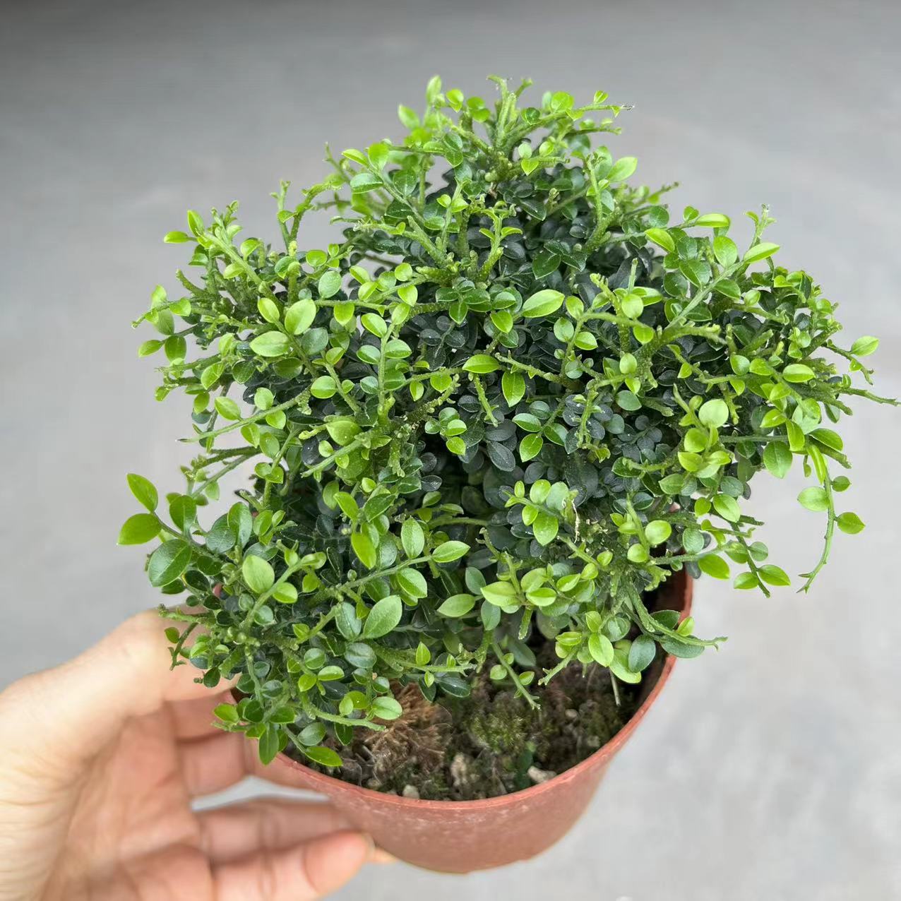 批发台湾达摩小叶珍珠九里香苔藓花卉盆栽微型盆景迷你办公室绿植