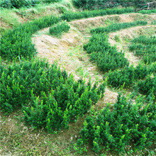 基地批发曼地亚红豆杉移栽树苗别墅庭院小区美化用花坛景观绿化树