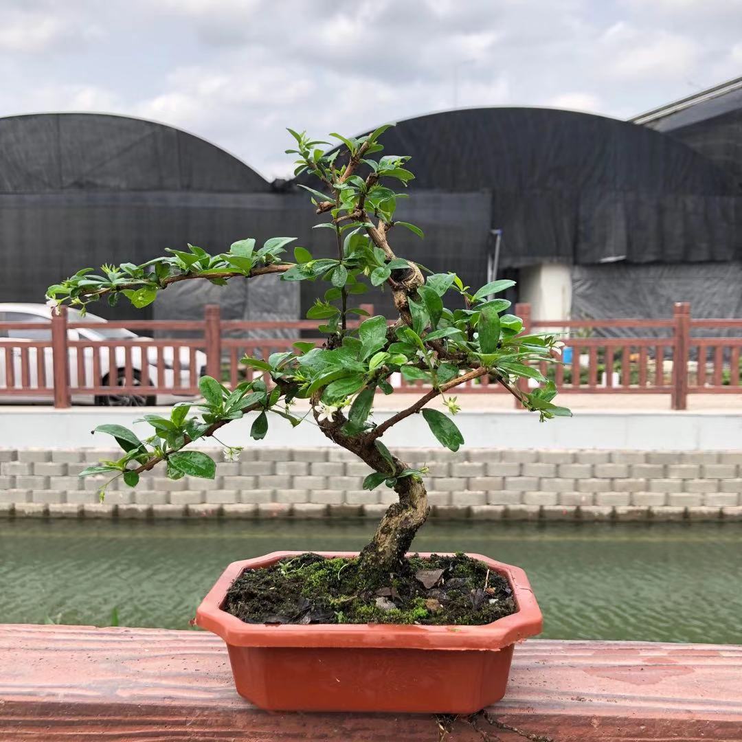 【基地直供】福建茶盆景s型盆景树桩老桩盆栽四季常青净化空气