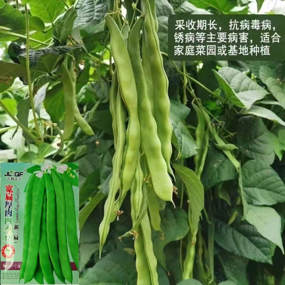 宽扁四季豆三扁芸豆种子宽芸豆油豆角青架芸豆种早熟四季蔬菜籽