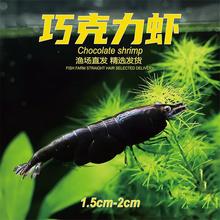 巧克力虾观赏虾水族宠物虾米虾除藻淡水虾小型虾渔场直发包活包邮