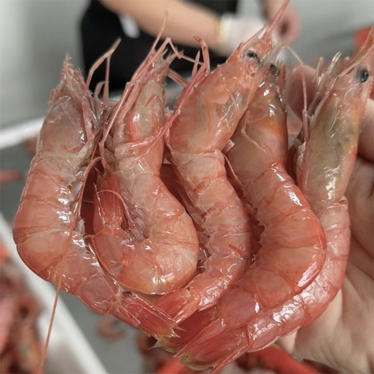 舟山本地大红虾新鲜船冻大头红虾国产海鲜宁波生腌大虾顺丰包邮