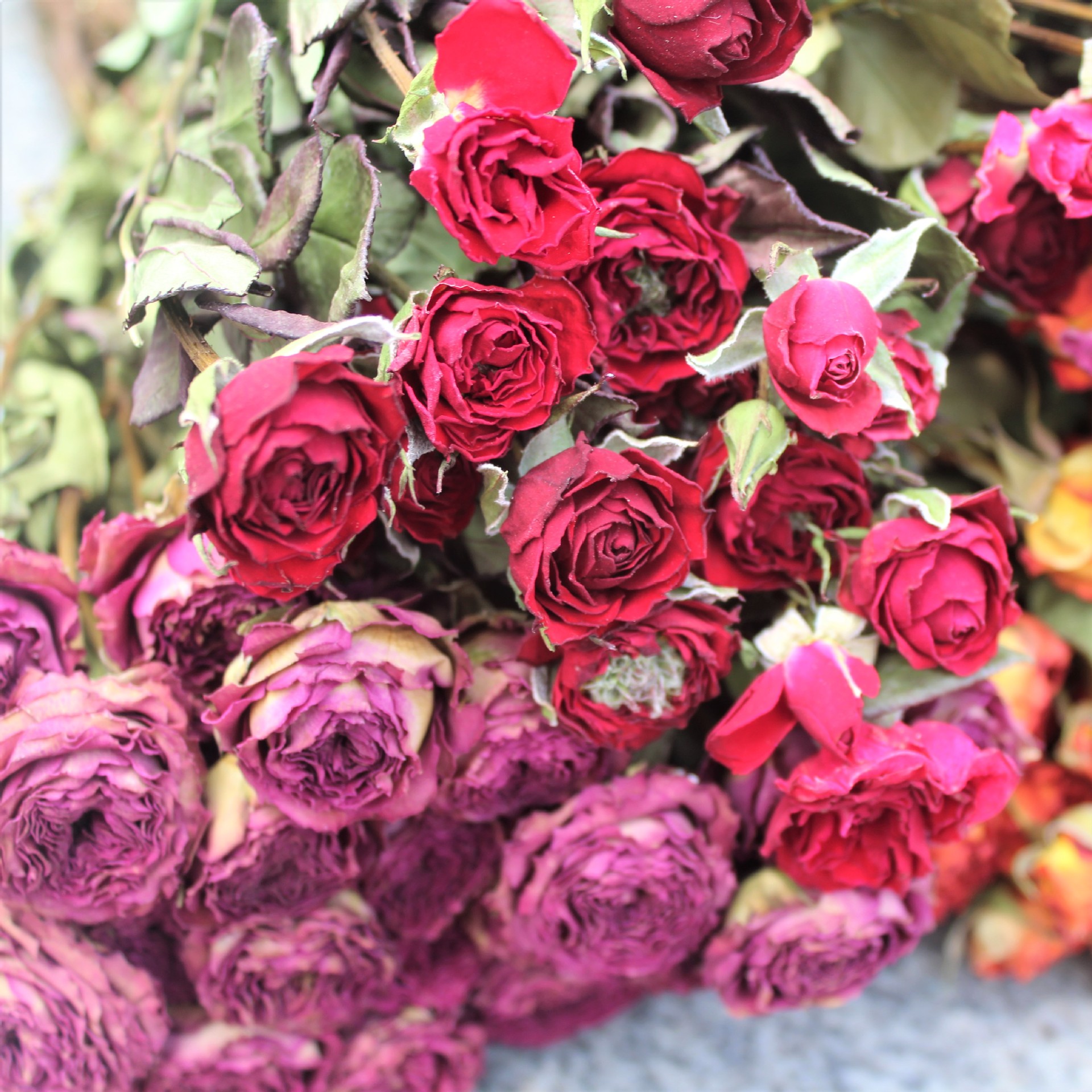 干花迷你泡泡玫瑰,正常一束约30个花头