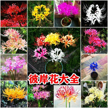 四季开花彼岸花大花重瓣盆栽花卉植物花苗室内外阳台绿植曼珠沙华