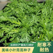 茼蒿种子茼蒿菜籽皇帝菜种籽四季易种庭院阳台盆栽大棚农场种植