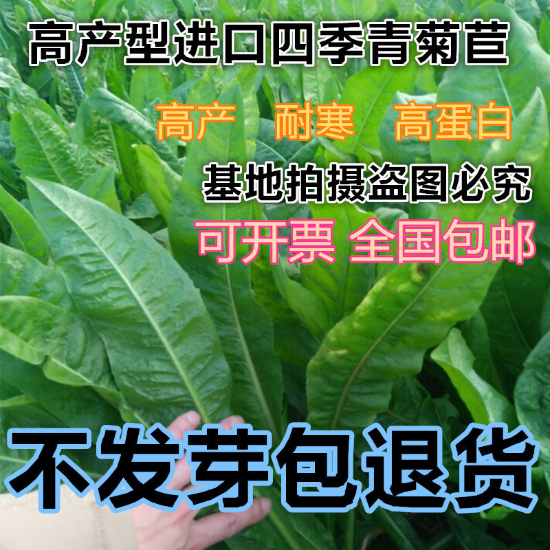 将军菊苣种子猪草牛羊驴鸡鸭鹅兔牧草奇可利四季青多年生牧草鱼草