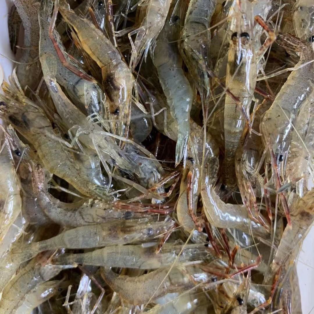 【当日捕捞】微山湖河虾淡水新鲜鲜活青虾水产急冻小草虾醉虾批发