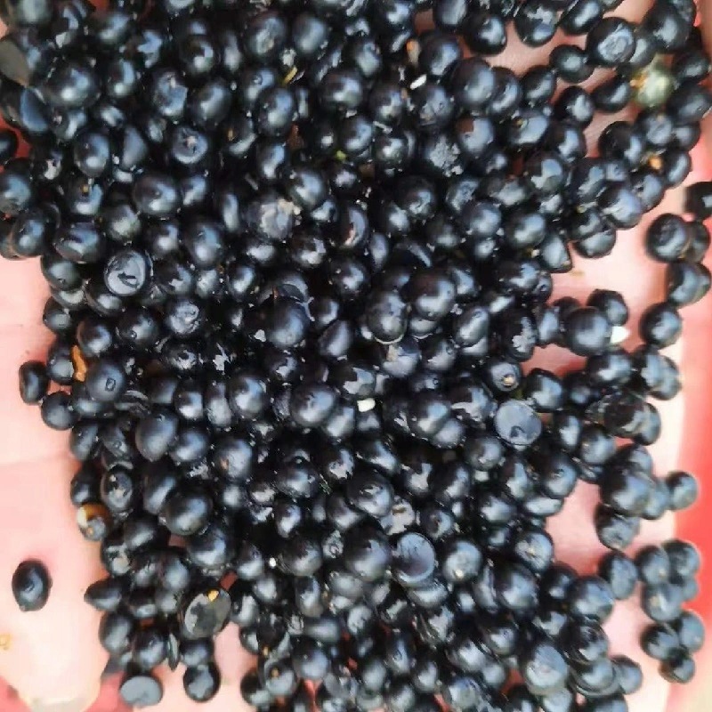 天冬种子广西良种天冬门净种子粒种植种苗500g