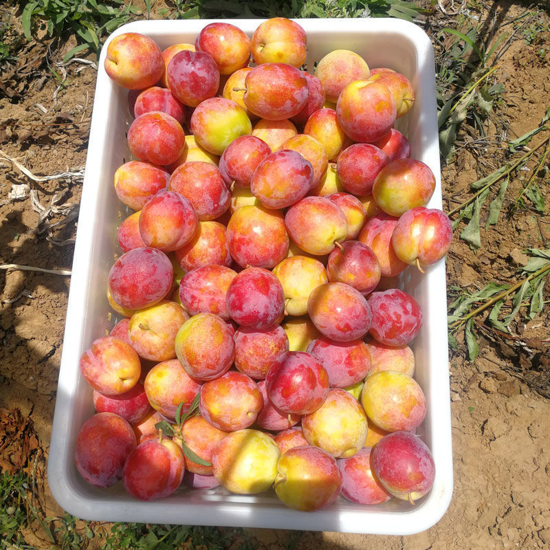 大红袍李子东北特产香蕉李子脆脱骨酸甜新鲜水果李子2斤5顺风