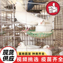 养殖场常年出售三到六个月的白羽王种鸽美国落地王种鸽多少钱一只