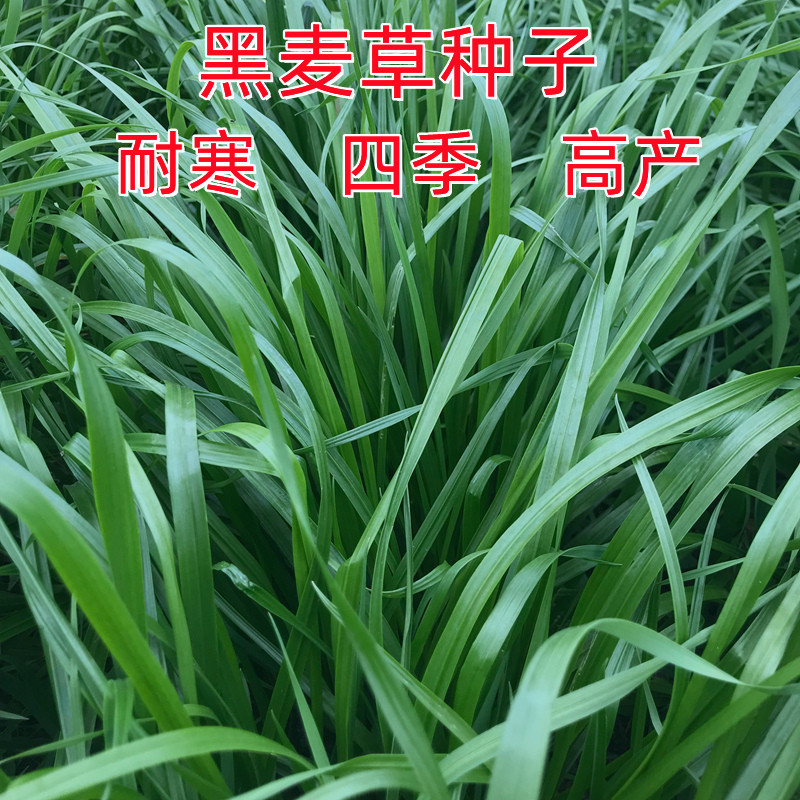进口耐寒牧草种子四季常青多年生黑麦草种鸡鸭鹅肝猪牛羊鱼草种籽
