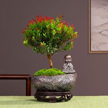 【茶台】小叶赤楠绿植瓷盆室内造型花卉精致盆栽盆景中式夏季好养
