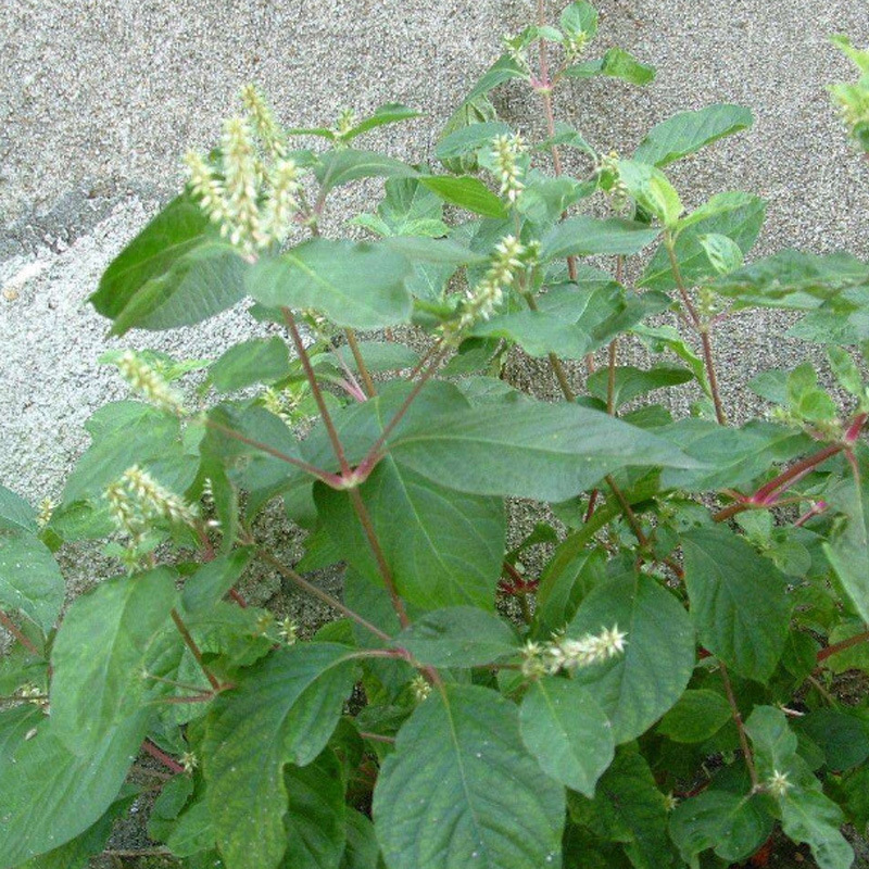 中药材种籽 牛膝种子怀牛膝 山苋菜 牛夕种子四季易种 川牛膝种子