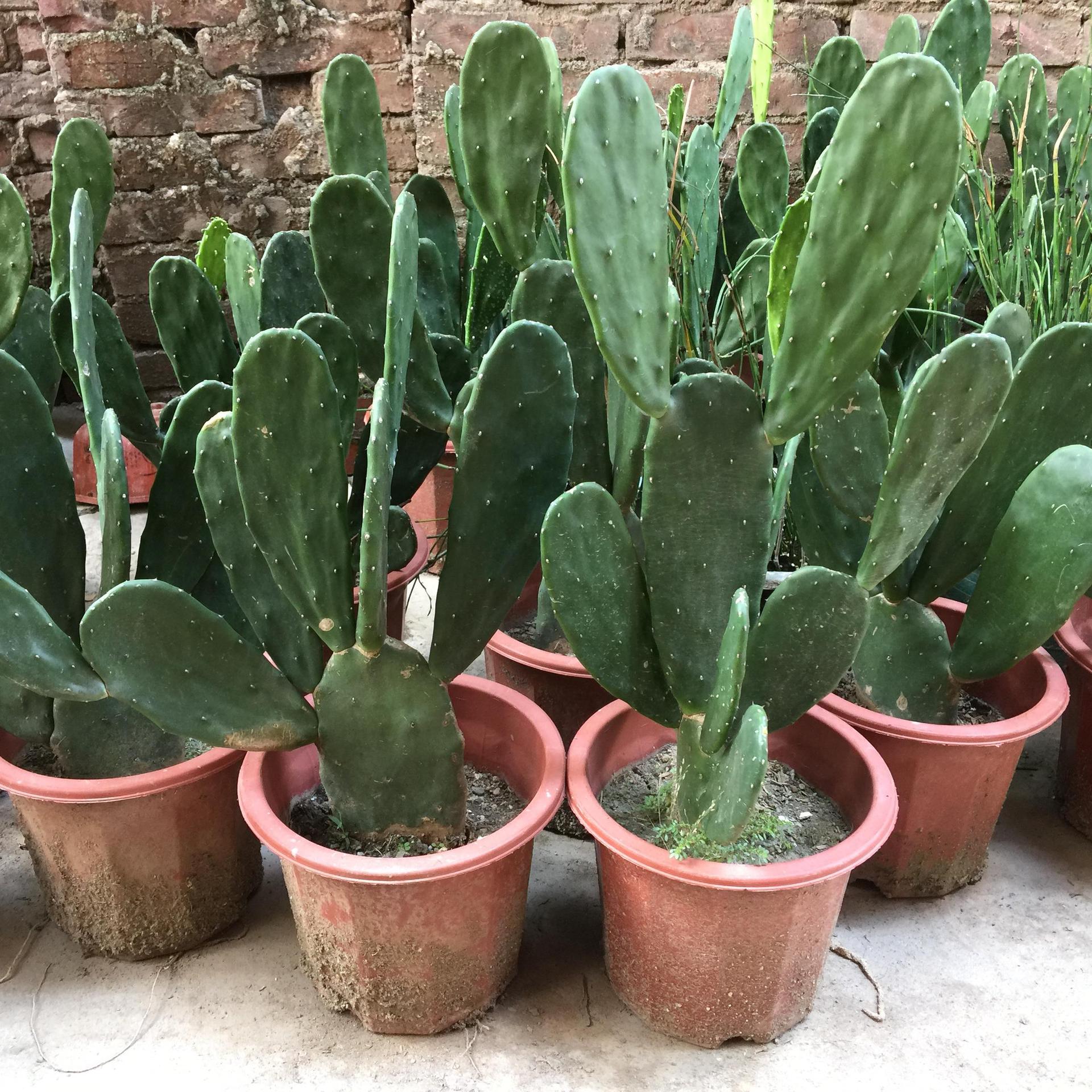 仙人掌盆栽带盆成品苗米邦塔嫁接绿色多肉植物可食用外敷内服爆款