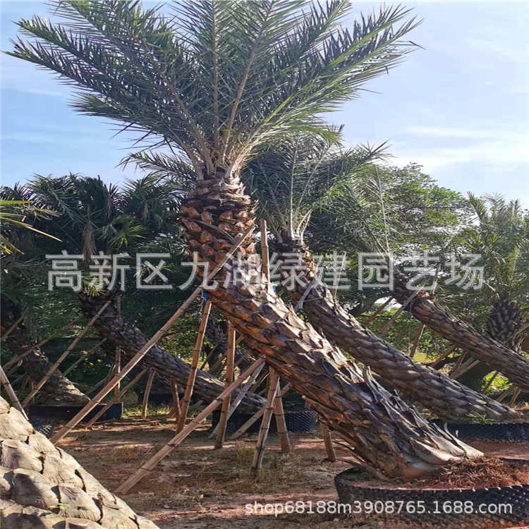 林刺葵可孤植作景观树,或列植为行道树,也可三五群植造景,相当壮观,是