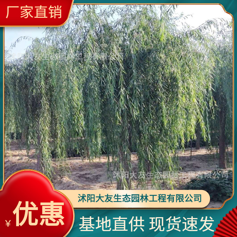 基地批发 自产自销垂柳树苗 景区造景道路园林工程绿化苗
