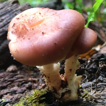 云南深山美味野生香菇 香蕈 野生菌 炖鸡 炖肉 炖排骨 鲜香美味