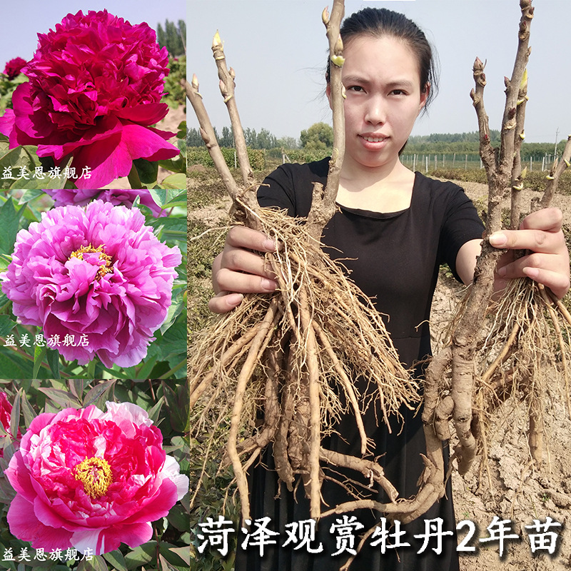 菏泽牡丹花苗二年苗正宗多色重瓣观赏牡丹花盆栽国花庭院种植易活