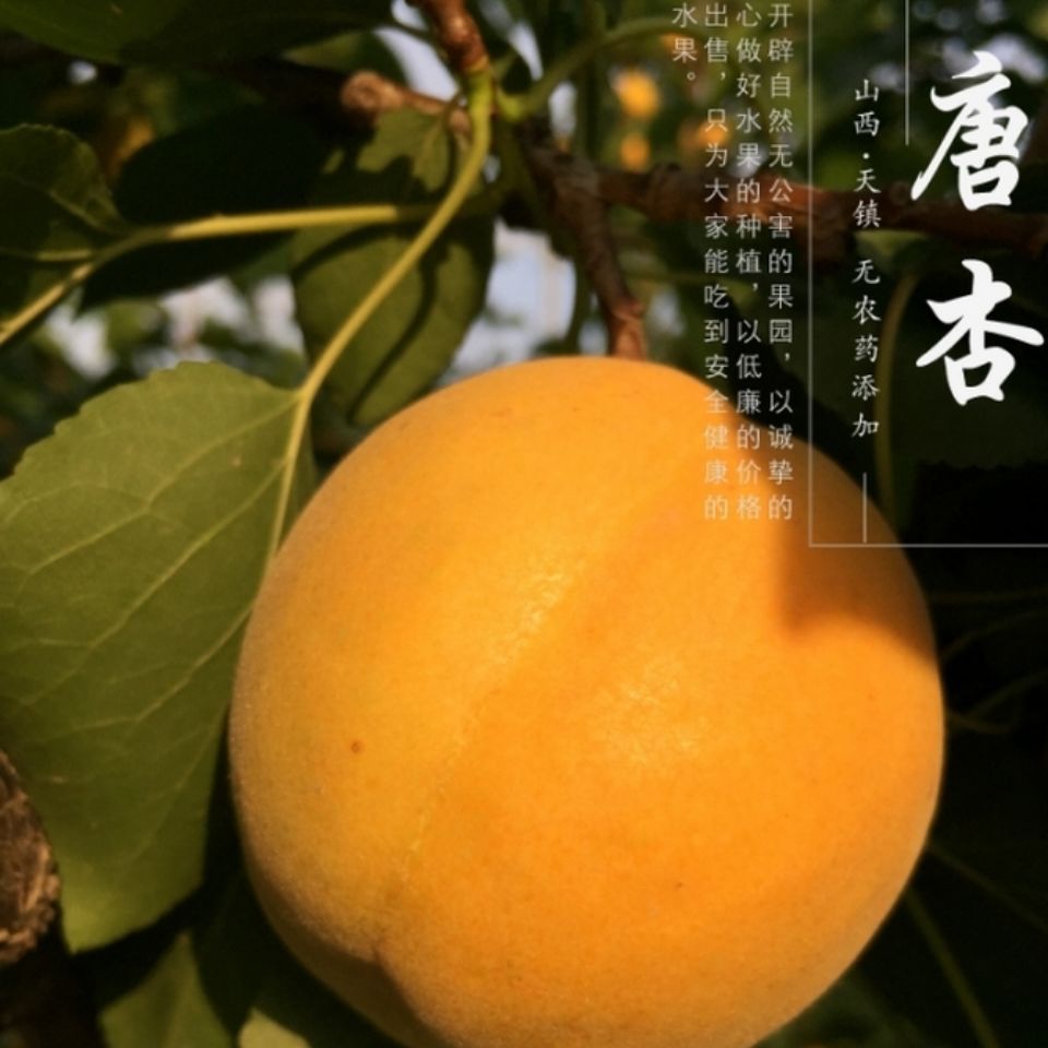 新鲜天镇唐杏大同特产山西大杏杏子水果大黄杏(无杏)明年见