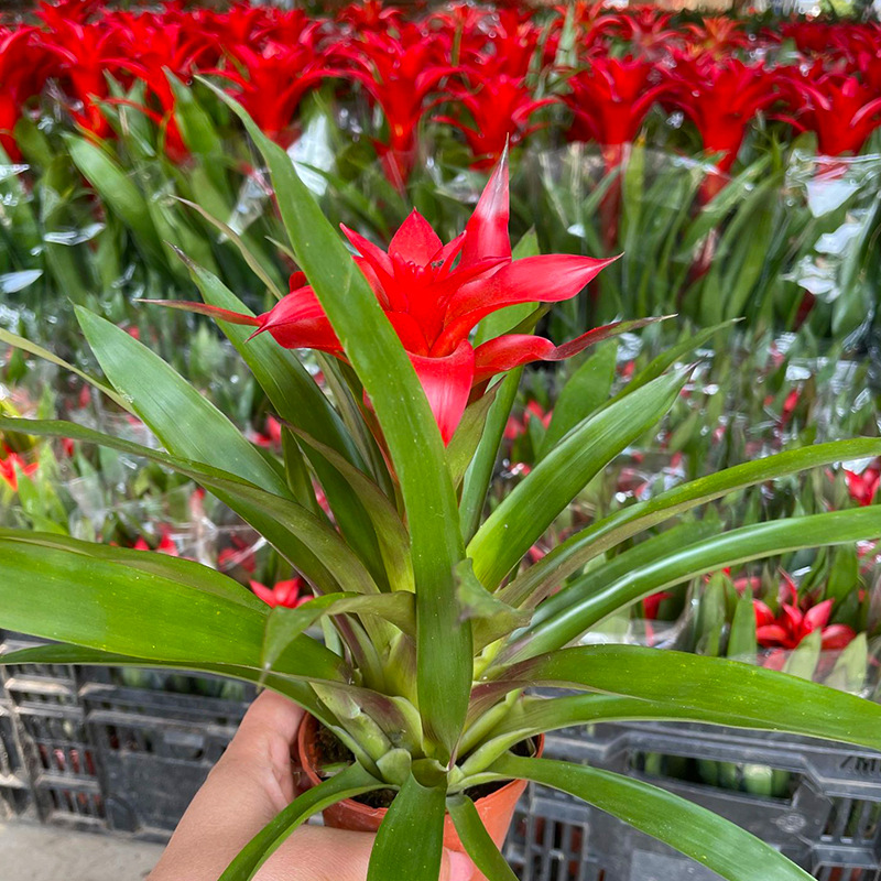 鸿运当头小红星绿植凤梨苗小盆栽办公室内绿色植物盆景基地批发