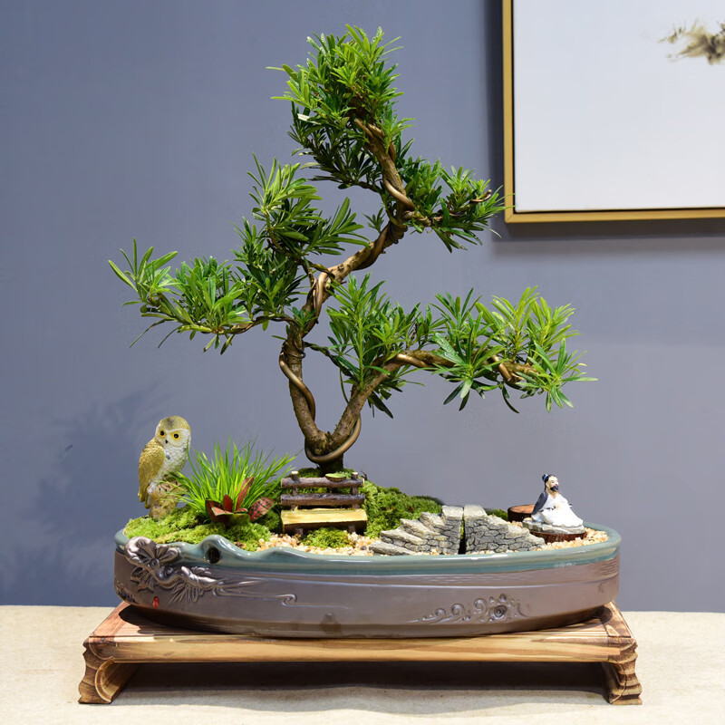 zr 罗汉松盆景造型室内绿植盆栽 松海罗汉松 侠客 摆件 座椅 6简