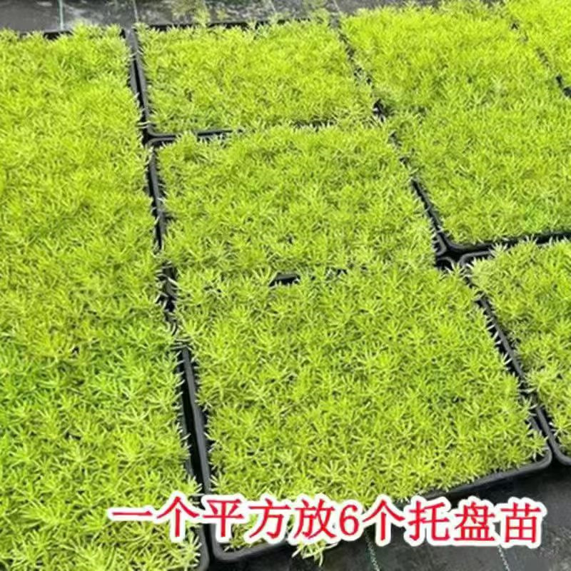 室外四季佛甲草地被植物盆栽草坪庭院假山绿化屋顶隔热耐热耐寒