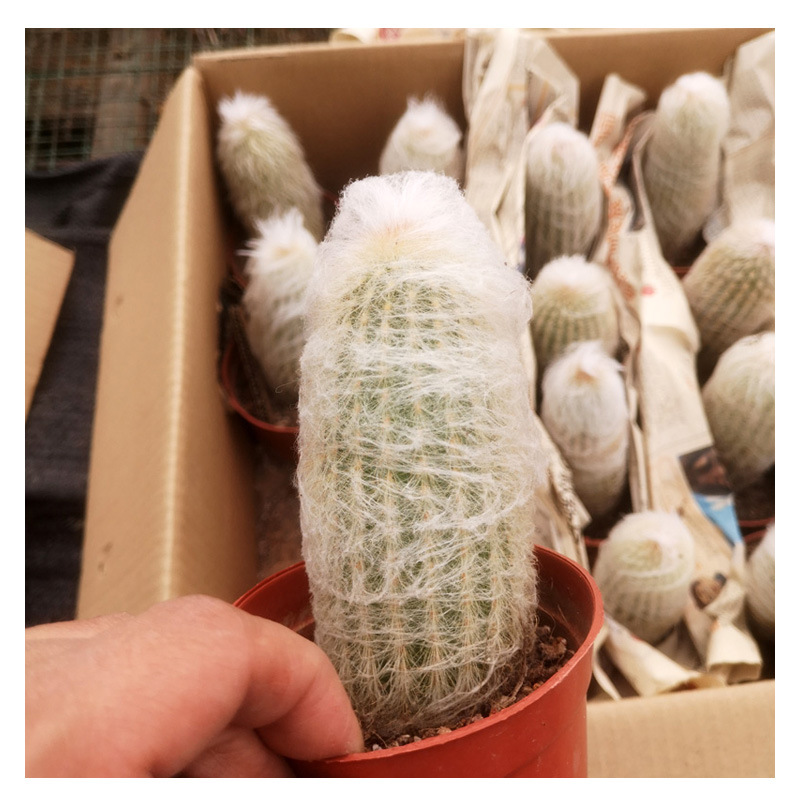 cactus老乐仙人球掌柱时尚桌面盆栽多肉植物批发一件代发