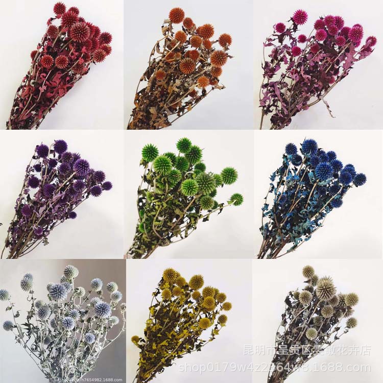 云南批发干花花束蓝星球 自然风干永生花蓝刺头 家居装饰摆件干花