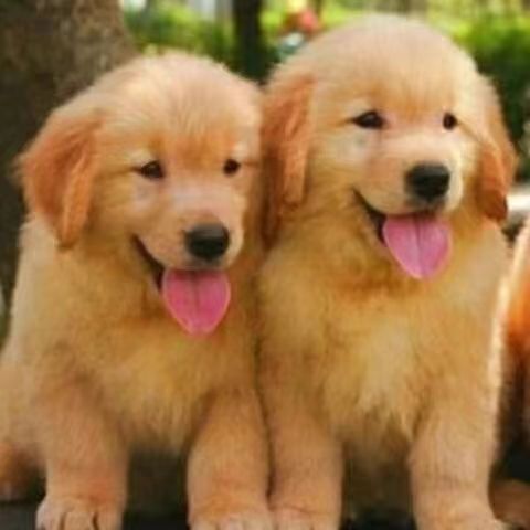 宠物犬纯种金毛幼犬活体中型宠物犬幼崽导盲犬沙滩金枫叶红金毛