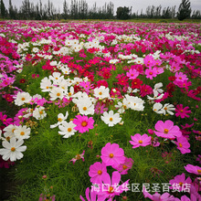 波斯菊花种子花籽庭院室外花卉种孑格桑花种籽子观赏树种子香草