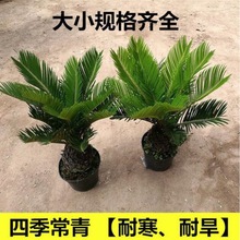 铁树盆栽树苗铁树小苗盆景室内外庭院植物四季常青办公室大型绿植