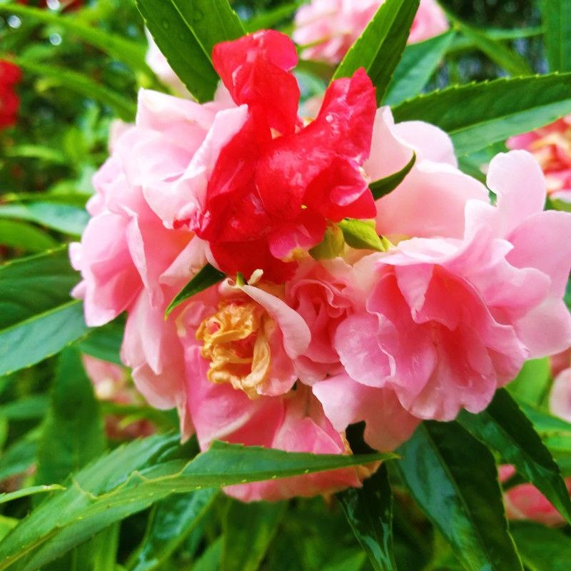 重瓣凤仙花种子 指甲花四季易活茶花凤仙盆栽室内花草花卉种子