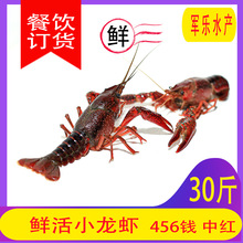 湖北非潜江小龙虾鲜活批发30斤新鲜456钱中红 活体大龙虾餐饮商用