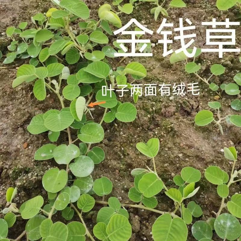 广金钱草种子大叶金钱草广钱草中草药材一年生草本地被植物种籽