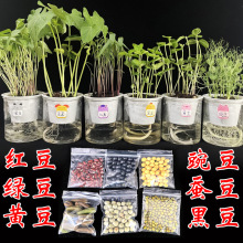 云南中药材蚕豆根 红豆根 小红药 红根野蚕豆干货50克包邮_阿里巴巴找