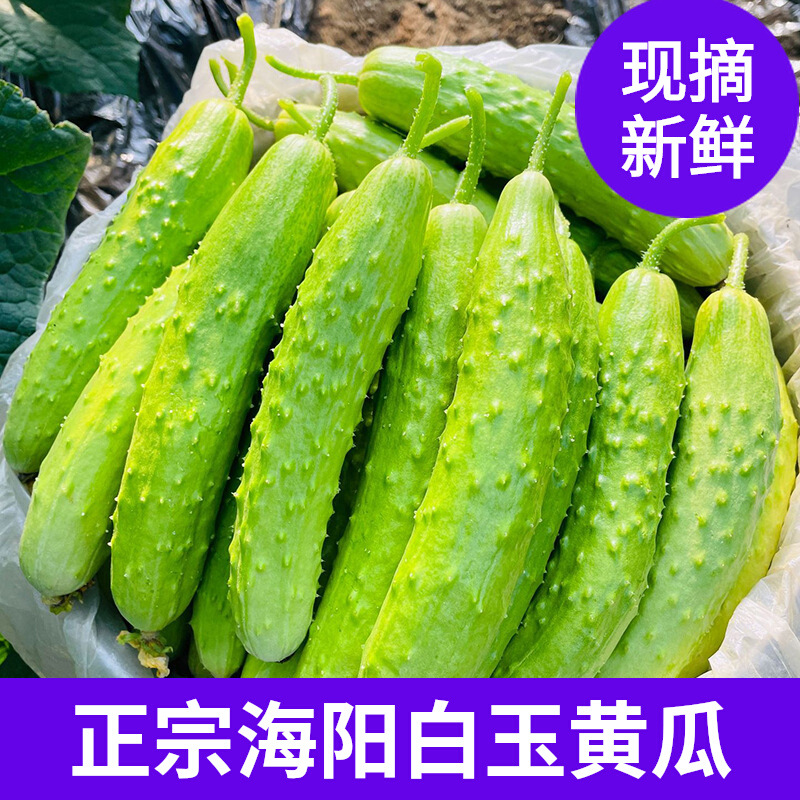 海阳白玉黄瓜 水果黄瓜小黄瓜现摘新鲜蔬菜小青瓜5斤正宗白玉黄瓜