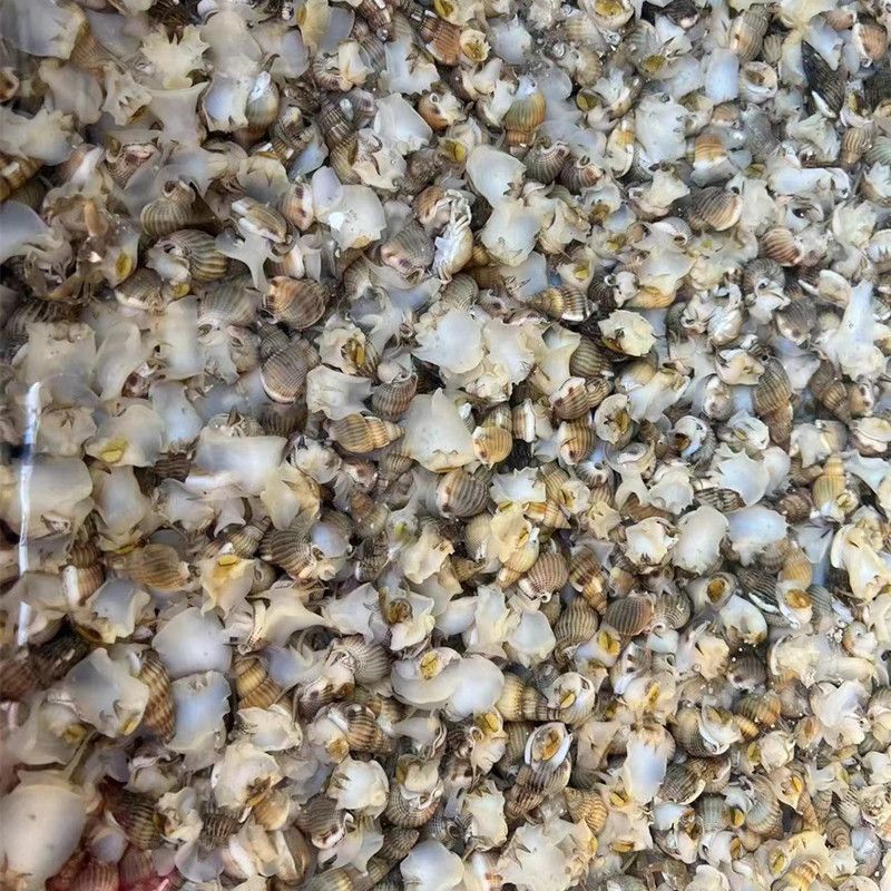 海锥海瓜子鲜活速冻新鲜海螺丝野生新鲜钉螺大红枣螺冷冻一件代发