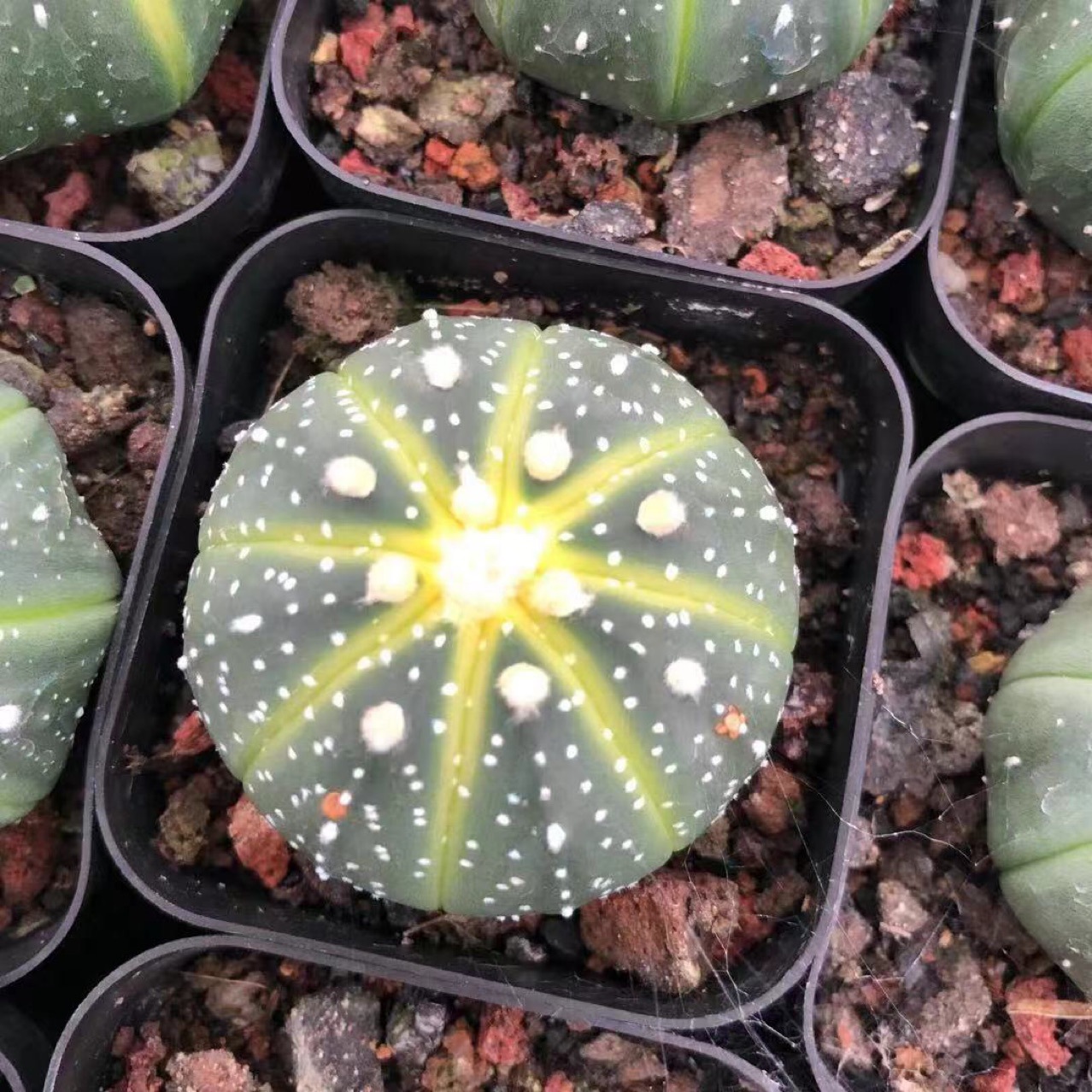 基地直批仙人球实生星兜 药锦多肉植物盆栽室内植物盆栽