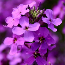 蓝香介花种子欧亚香花芥春秋播室外庭院景观绿化花卉种子观花草花