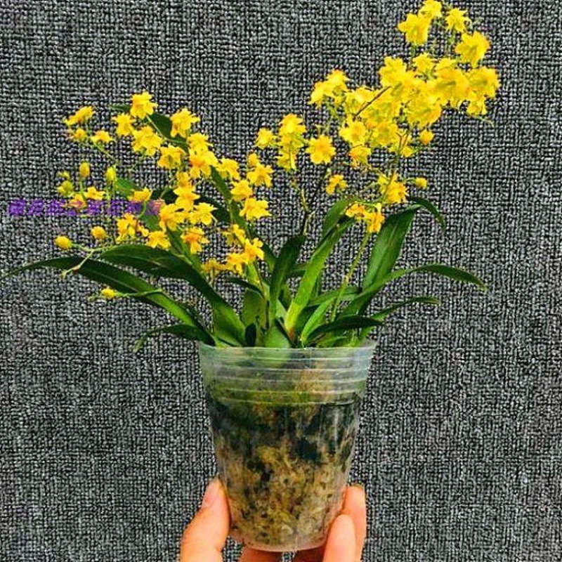 梦香兰带花苞香水文心兰梦香文心兰吊兰国兰洋兰盆栽洋兰花