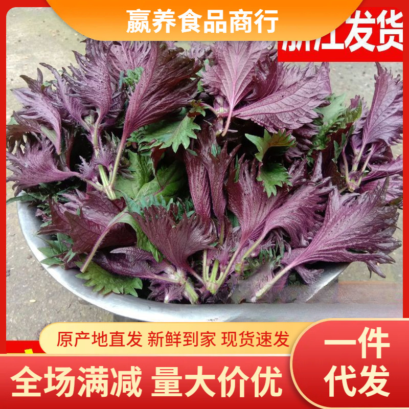 紫苏叶 新鲜 食用紫草餐馆用 去腥香料现摘现发 浙江发货-阿里巴巴
